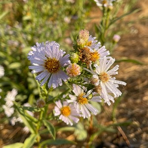 White daisies with dew on petals